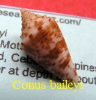 Conus baileyi, Roeckel & da Motta 1979 (RKK248)